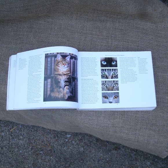 Ultimate Guide to Cat Breeds by Louisa Somerville - Picture 5 of 16